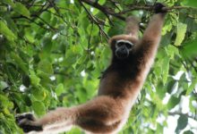 5120x1440p 329 gibbon images